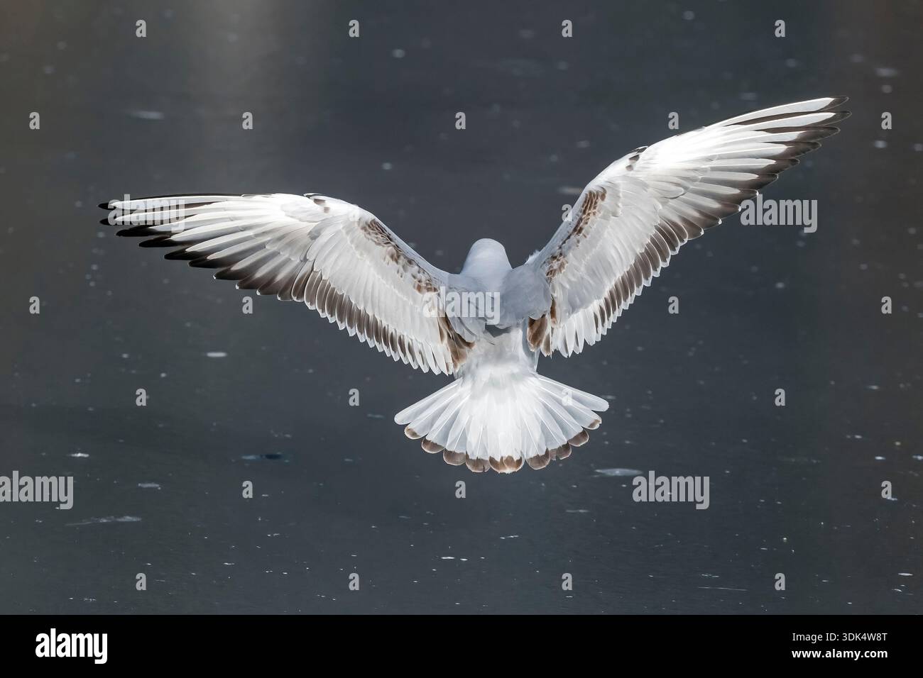 Goéland à tête noire (Larus ridibundus, Chroicocephalus ridibundus), premier hiver Goéland à tête noire survolant un étang gelé, Belgique, Flaemisch-Brabant Banque D'Images
