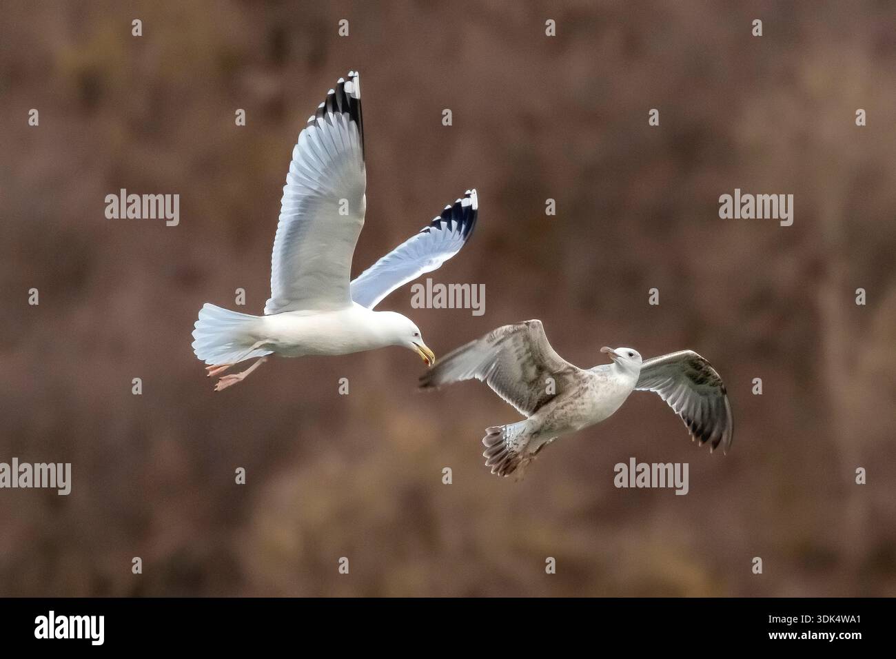 Mouette de la Caspienne (Larus cachinnans, Larus cachinnans cachinnans), adulte arrassant une mouette de la Caspienne du premier hiver, Belgique, Namur Banque D'Images