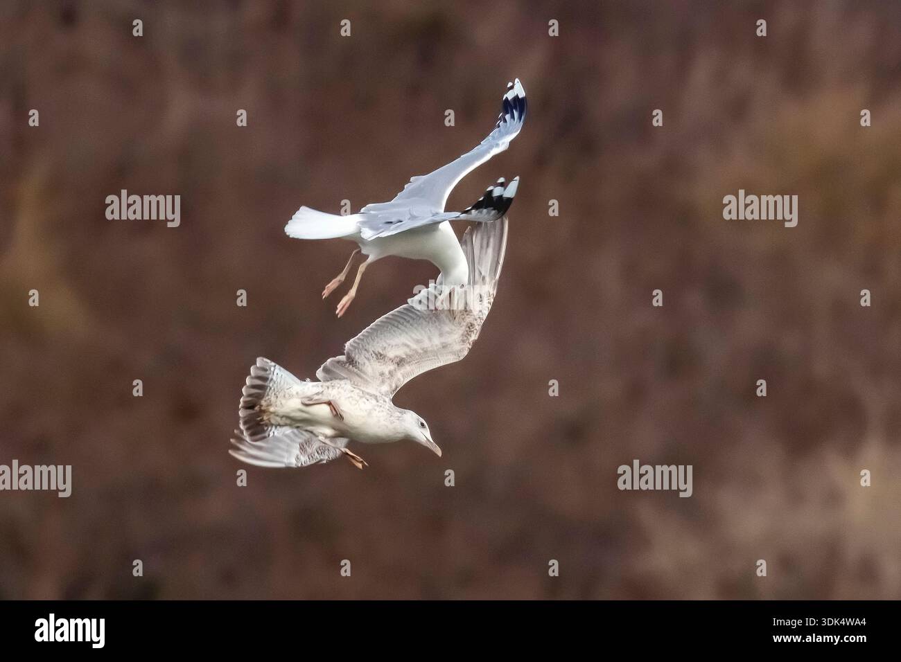 Mouette de la Caspienne (Larus cachinnans, Larus cachinnans cachinnans), adulte arrassant une mouette de la Caspienne du premier hiver, Belgique, Namur Banque D'Images