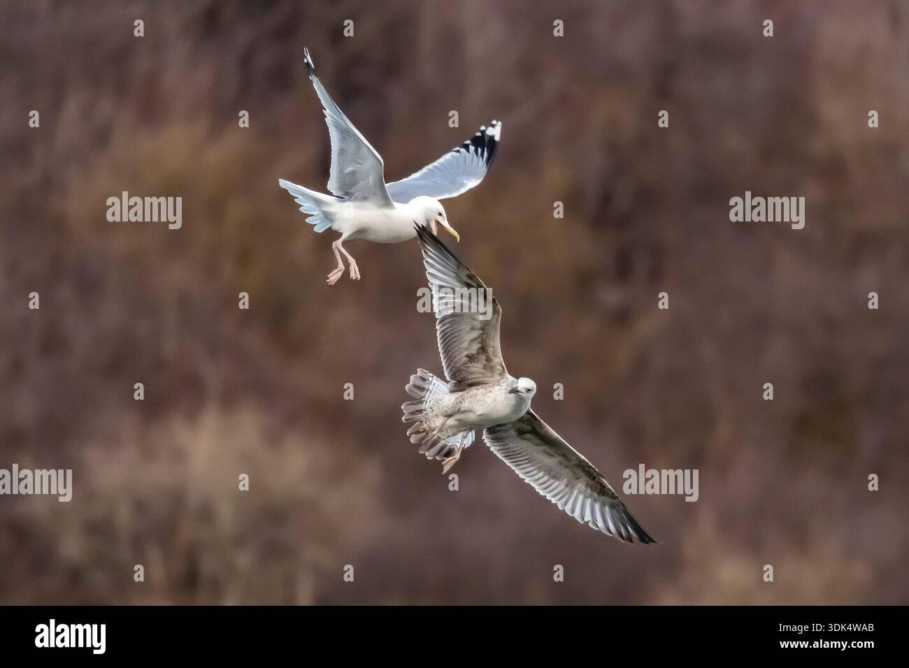 Mouette de la Caspienne (Larus cachinnans, Larus cachinnans cachinnans), adulte arrassant une mouette de la Caspienne du premier hiver, Belgique, Namur Banque D'Images
