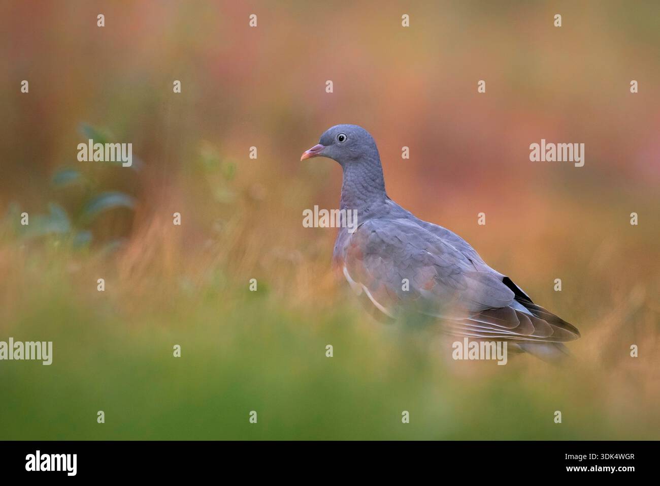 Pigeon des bois, pigeon commun des bois (Columba palumbus), perché dans une prairie, Italie, Toscane Banque D'Images