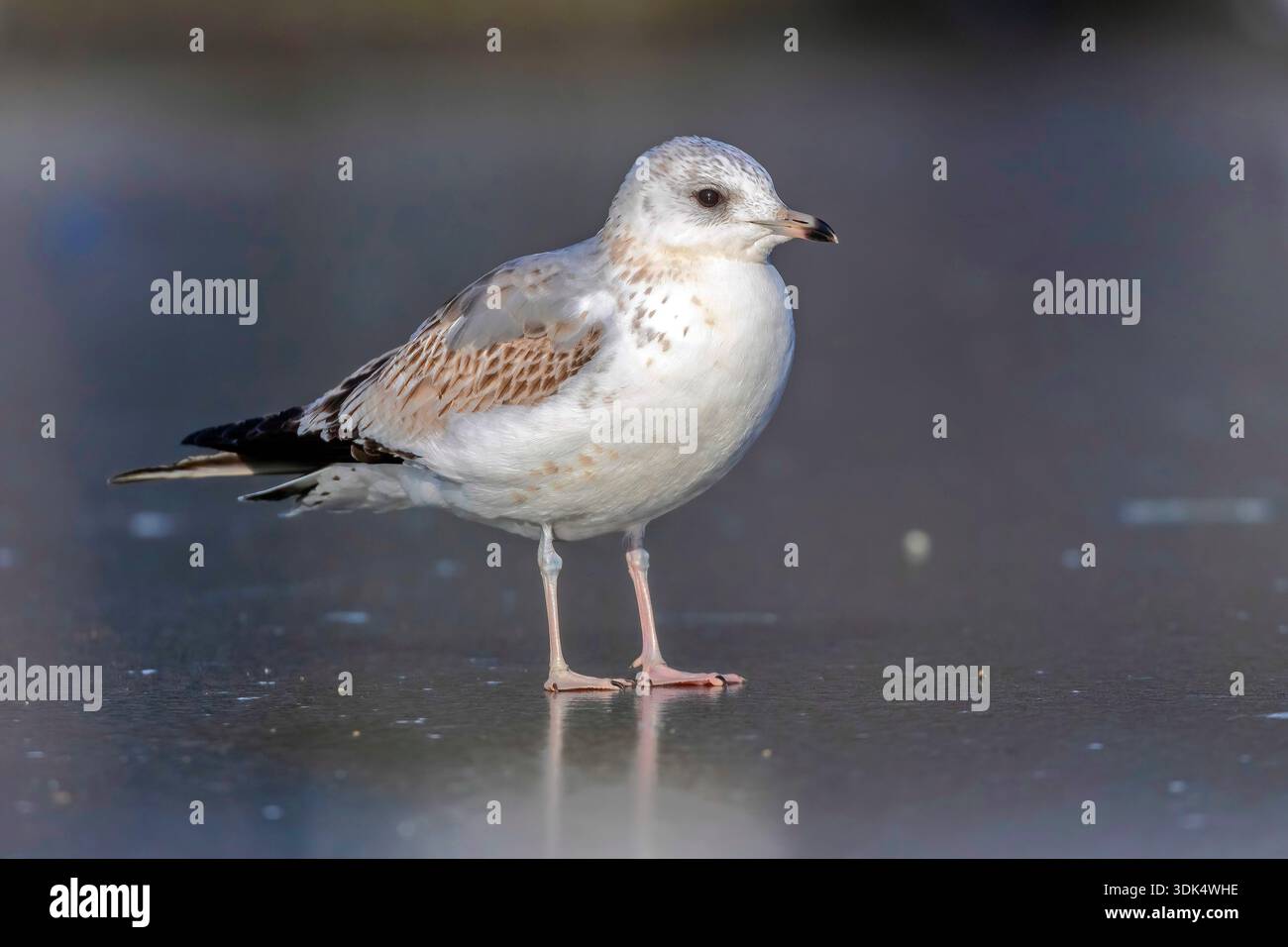 Goéland Mew (Larus canus canus, Larus canus), poing hivernal assis sur un étang gelé, Belgique, Flaemisch-Brabant, Vilvorde Banque D'Images