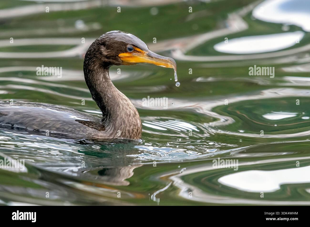 Cormoran à double crête (Nannopterum auritum, Phalacrocorax auritus), première baignade hivernale près du port principal, Açores, Corvo Banque D'Images