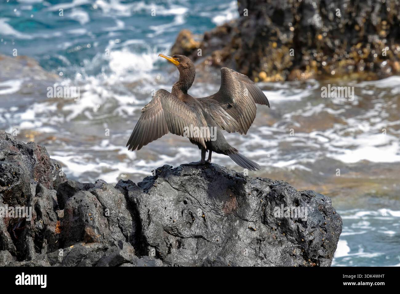 Cormoran à double crête (Nannopterum auritum, Phalacrocorax auritus), premier hiver séchant ses ailes sur un rocher, Açores, Corvo Banque D'Images