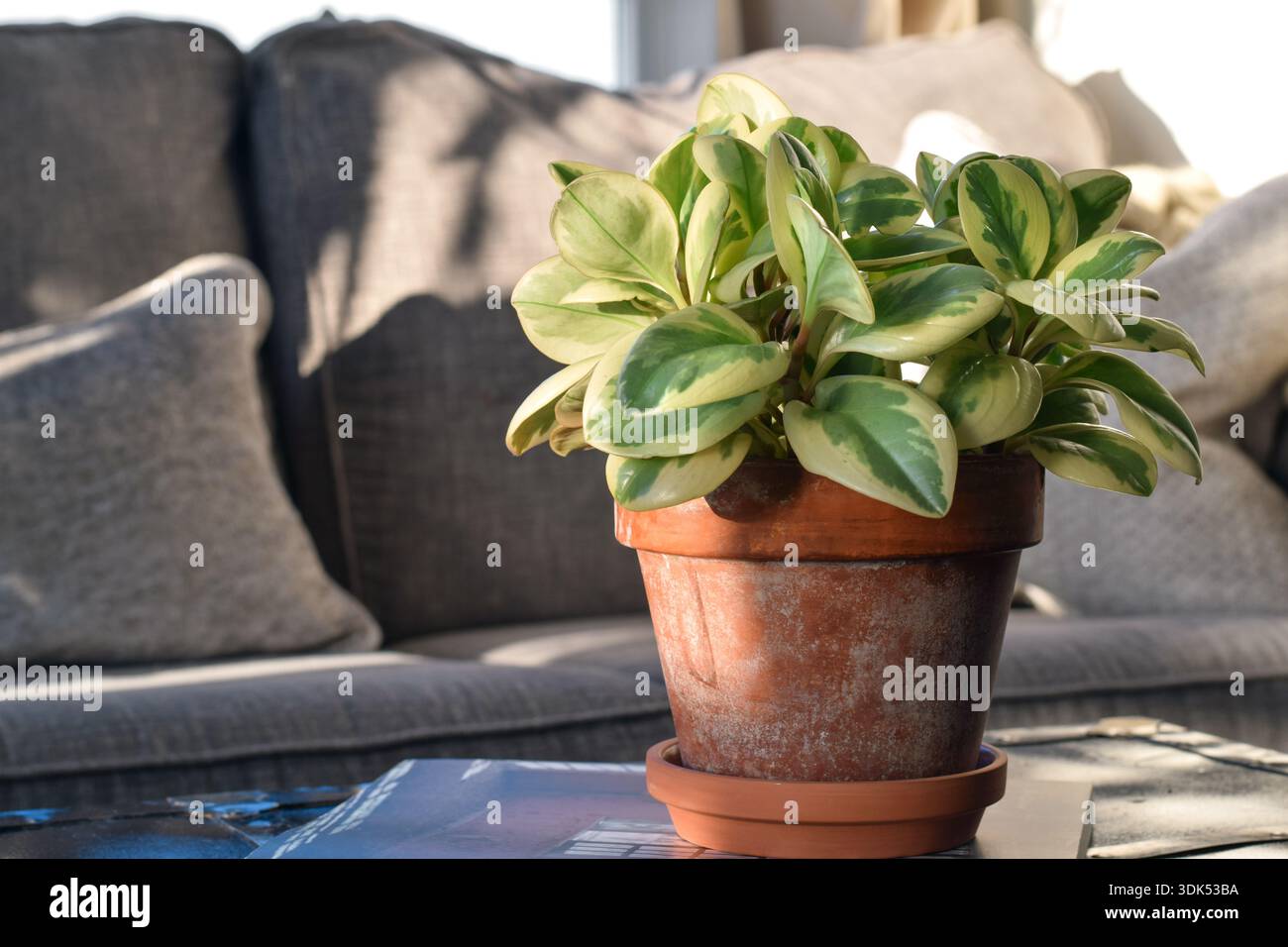 Peperomia obtusifolia variegata plante de maison dans un pot en terre cuite placé sur une table basse devant un canapé gris. Verdure intérieure, décoration intérieure, et Mo Banque D'Images