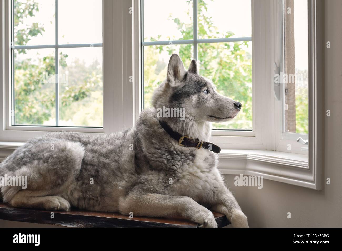 Chien Husky assis sur un banc et regardant par une fenêtre à l'intérieur. Scène domestique calme véhiculant l'attente, la curiosité, la solitude et les moments tranquilles d'un pe Banque D'Images