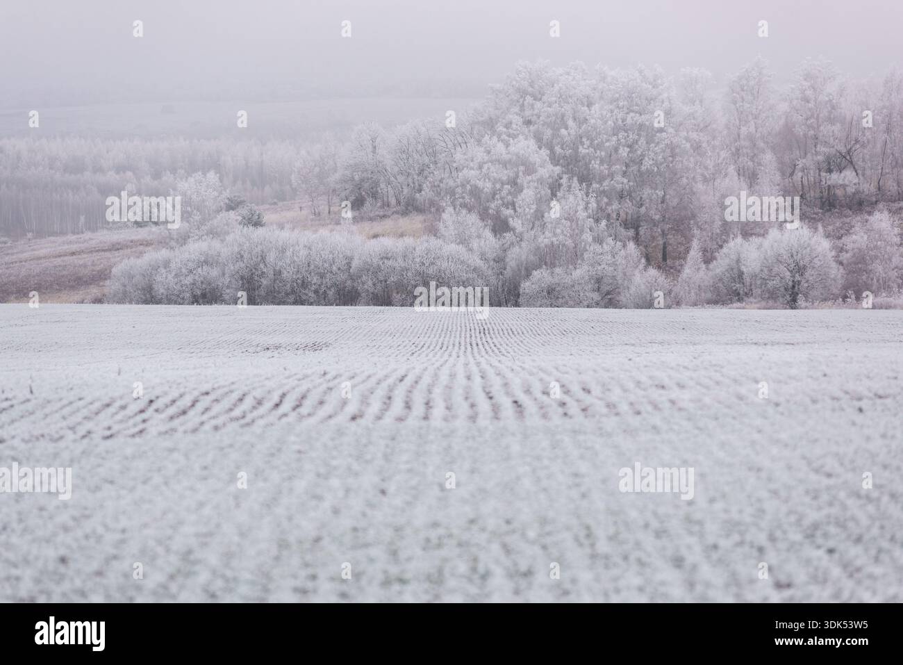 Un champ vert couvert de gel et de neige couvert de paysage d'arbres blancs Banque D'Images
