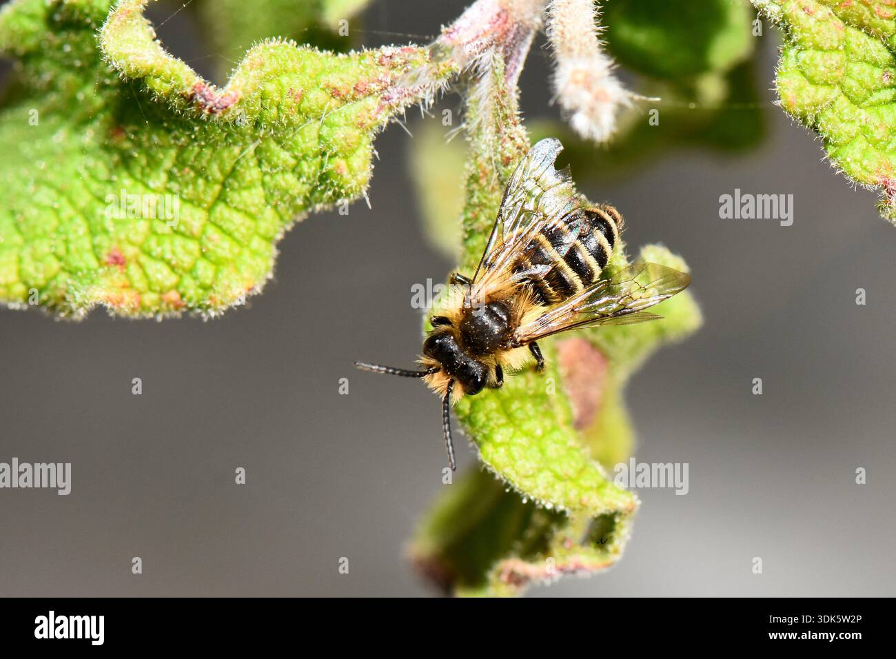 Vue macro de haut en bas d'une abeille solitaire (Anthophora sp.) Perché sur une feuille verte à Chypre. Banque D'Images