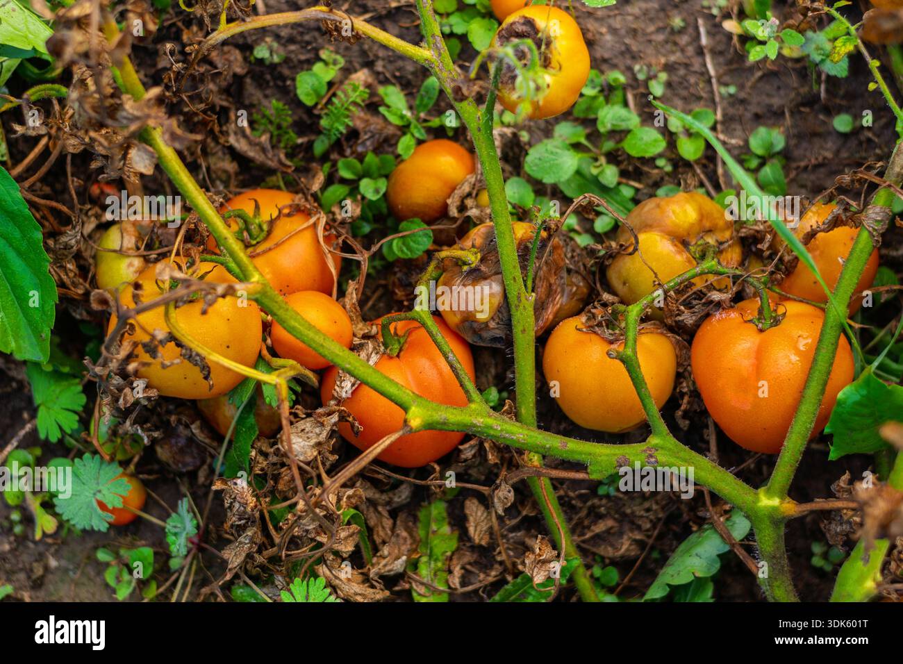Gros plan de tomates orange avec des signes de pourriture et de pourriture sur les plantes en sol humide, montrant des maladies des cultures, des problèmes de jardinage et des pertes de récolte dans la cour arrière Banque D'Images