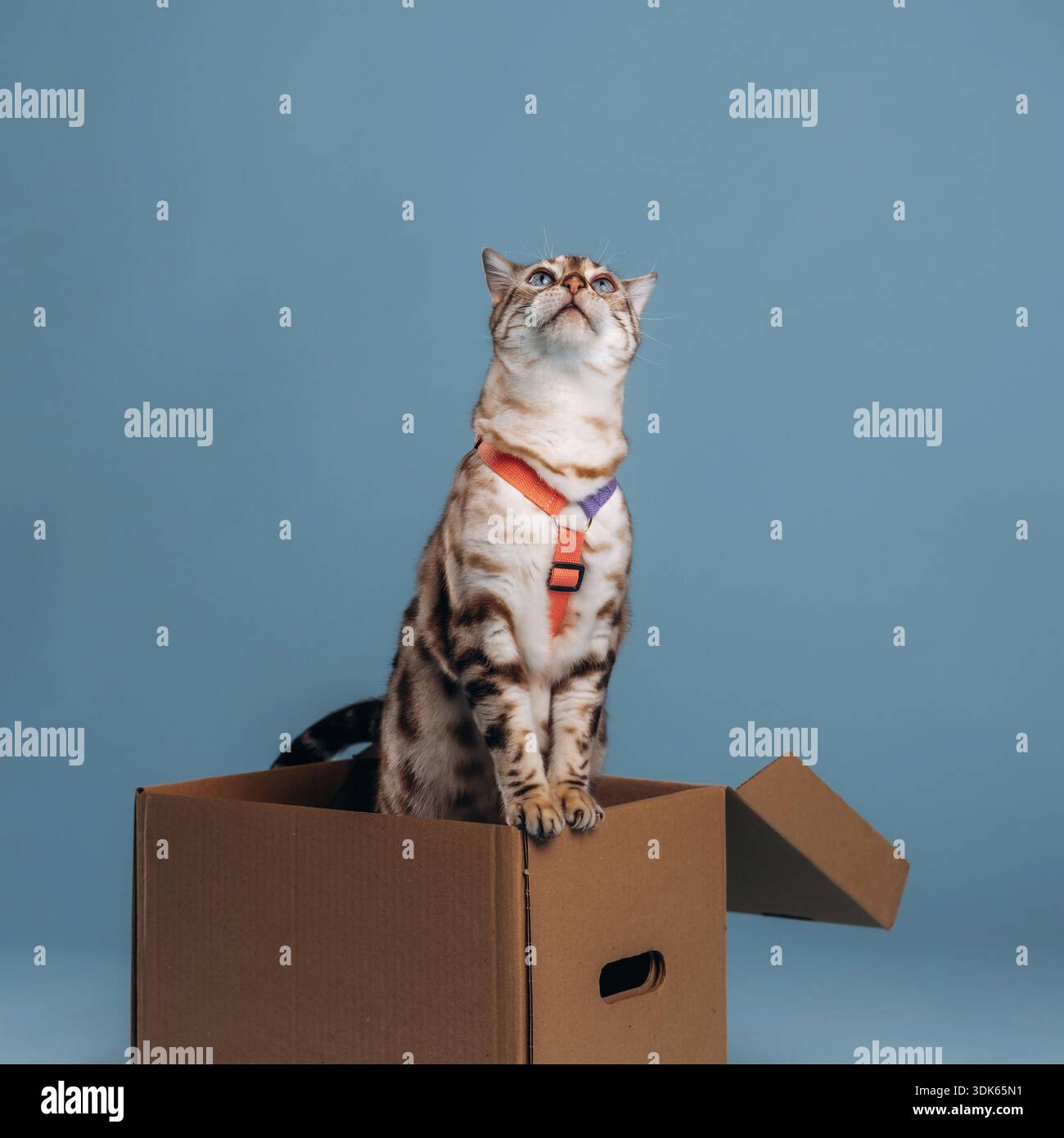 Avec collier, sur la boîte. Beau chat du Bengale sur un fond bleu clair. Banque D'Images