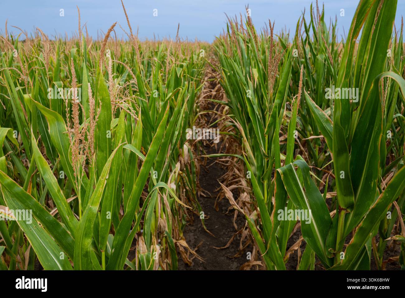 Rangées de champs de maïs de grandes tiges de maïs vertes avec un chemin étroit à travers le champ sous un ciel bleu Banque D'Images