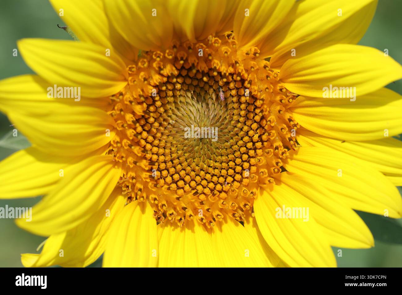 tournesols dans le champ en mai Banque D'Images