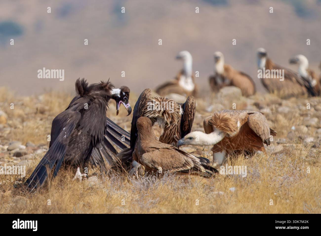 Vue de vautours avec plumage sombre et clair contrasté se rassemblent sur le sol aride, créant une scène de ramassage dans le parc national de Kirthar, Karachi, Banque D'Images