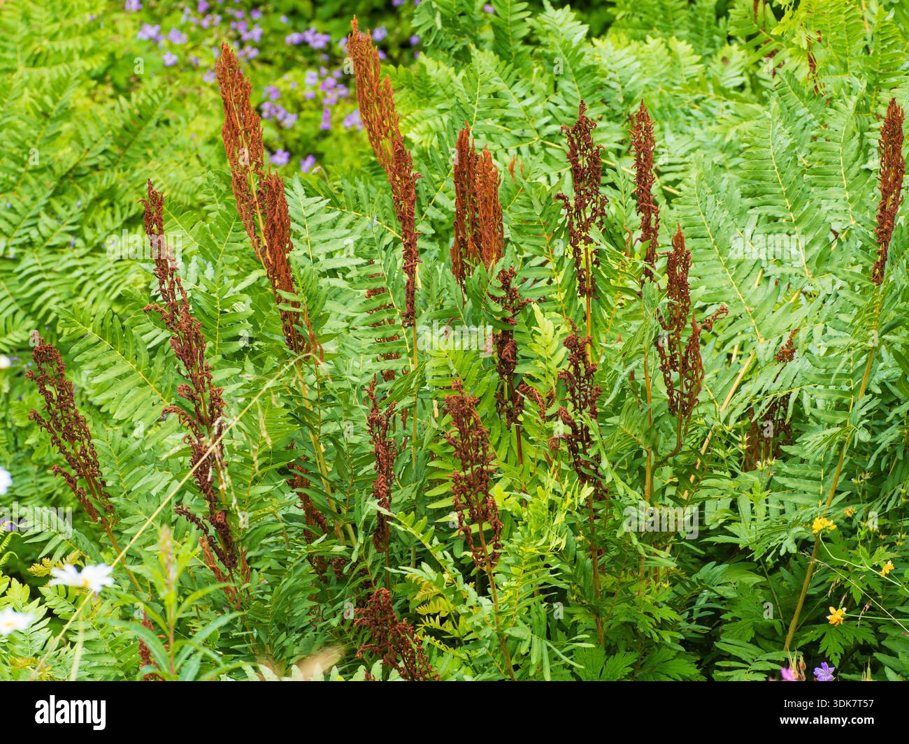 Frondes stériles vertes bipinnatifides et fertiles brunes centrales de la fougère d'autruche robuste, Matteuccia struthiopteris Banque D'Images