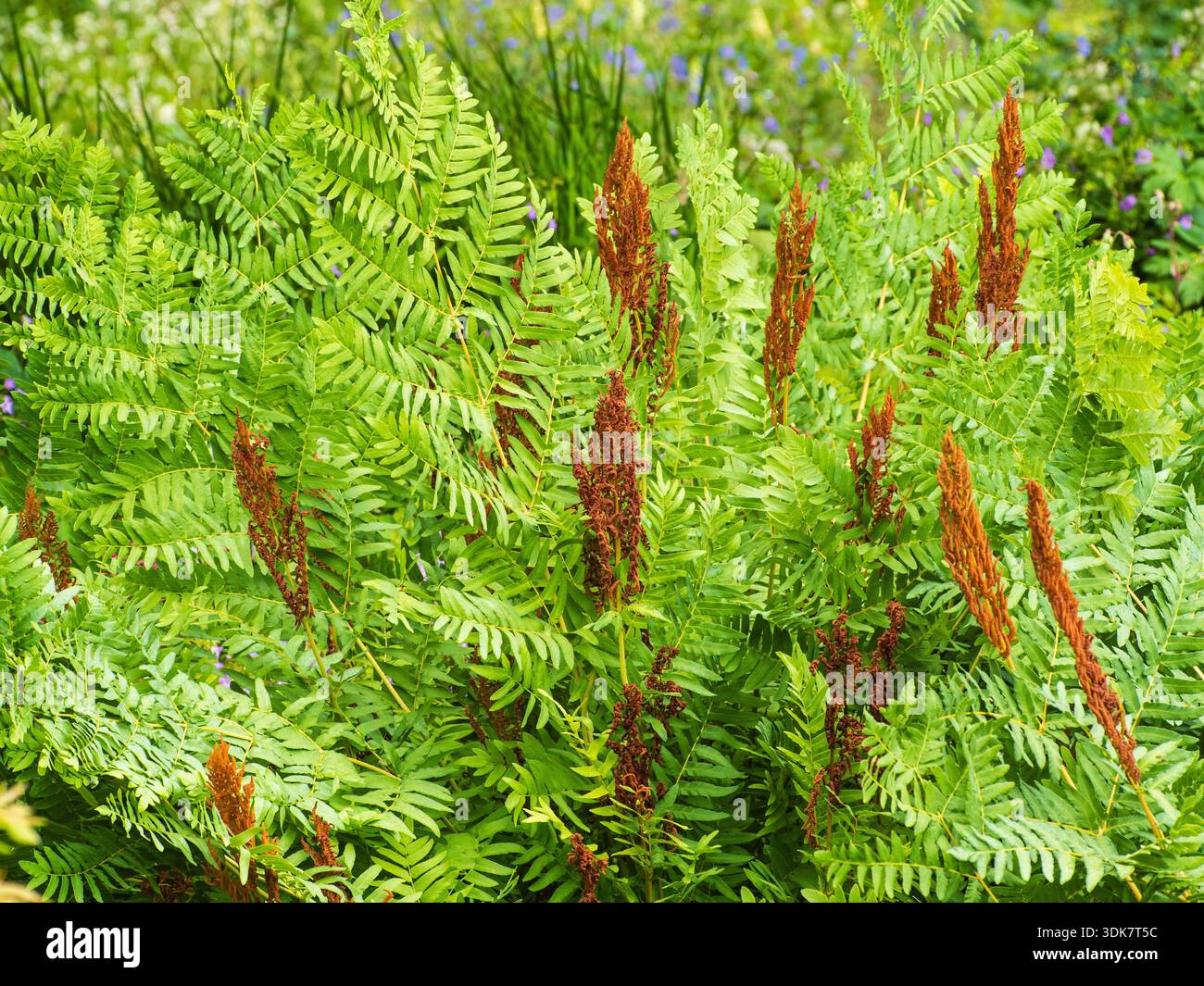 Frondes stériles vertes bipinnatifides et fertiles brunes centrales de la fougère d'autruche robuste, Matteuccia struthiopteris Banque D'Images