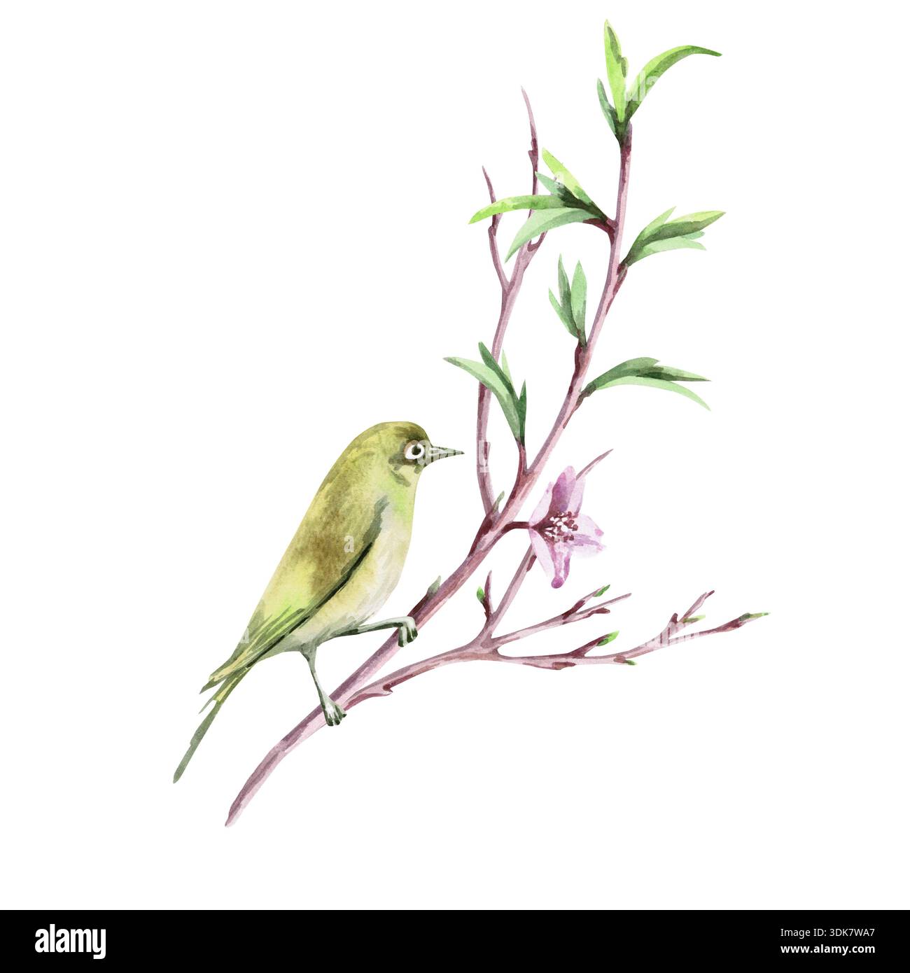 Une branche avec de jeunes pousses et un œil blanc japonais délicat. Illustration aquarelle isolée dans un style réaliste pour les cartes postales, les intérieurs, le printemps h Banque D'Images