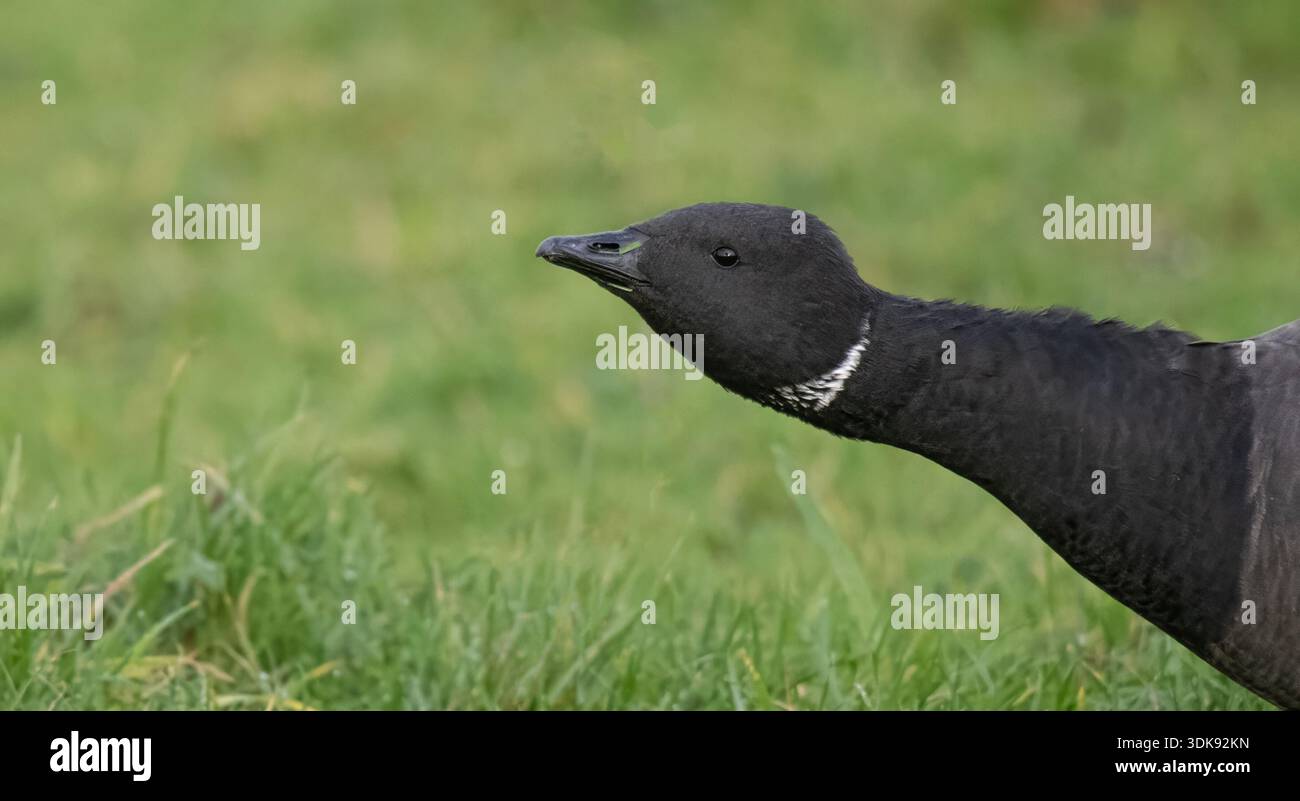 Gros plan d'une tête et d'un cou d'oie brent à ventre sombre, mettant en évidence le plumage noir et le col blanc contre l'herbe verte, Hayling Island, Hants. Banque D'Images