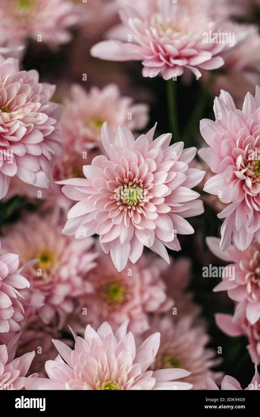 Photo macro de chrysanthèmes roses en fleurs dans une lumière douce. L'image capture la texture fine des pétales et les détails complexes de chaque fleur Banque D'Images