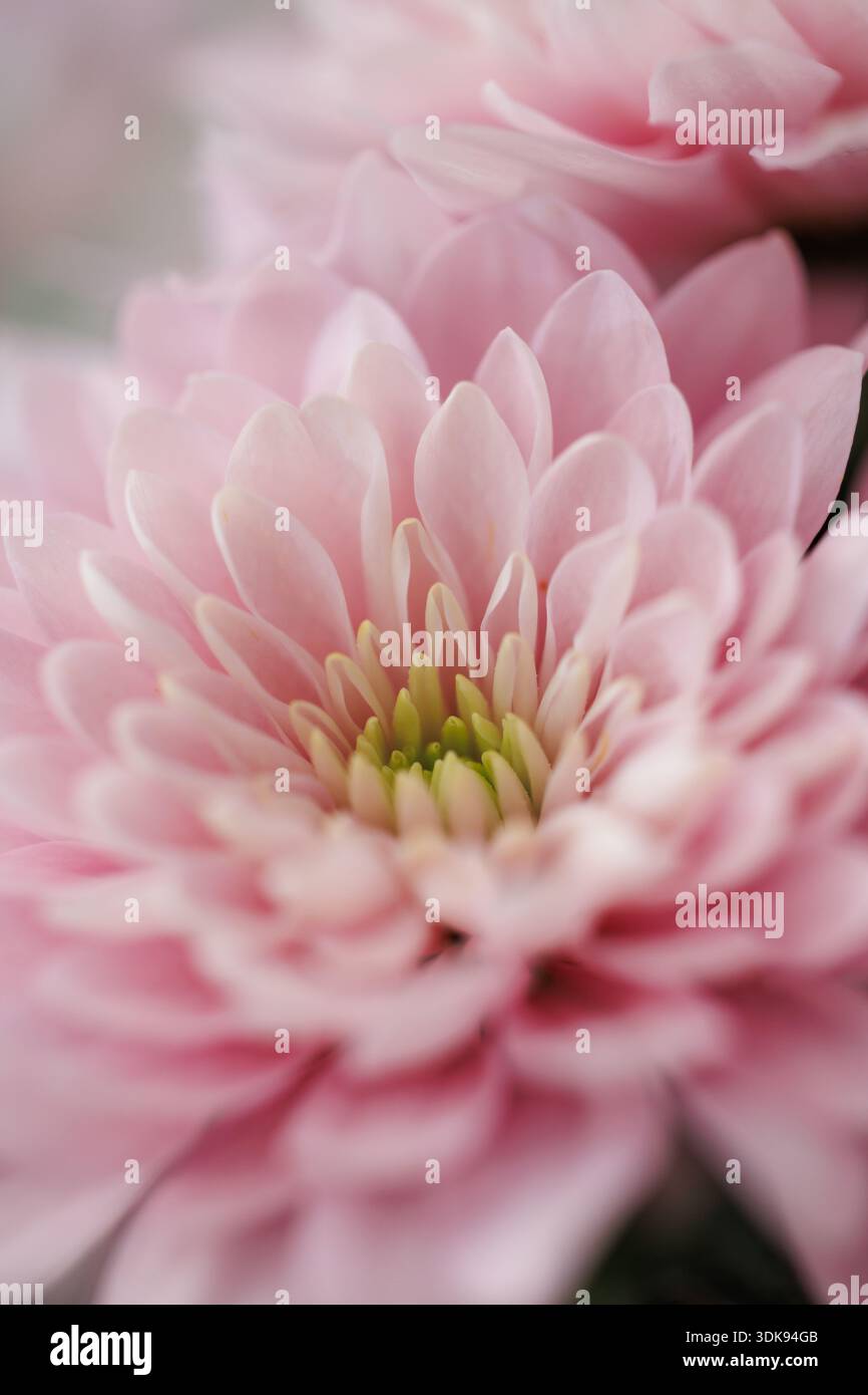 Image macro d'un chrysanthème rose unique (Chrysanthemum morifolium) avec des pétales superposés et un centre vert Banque D'Images