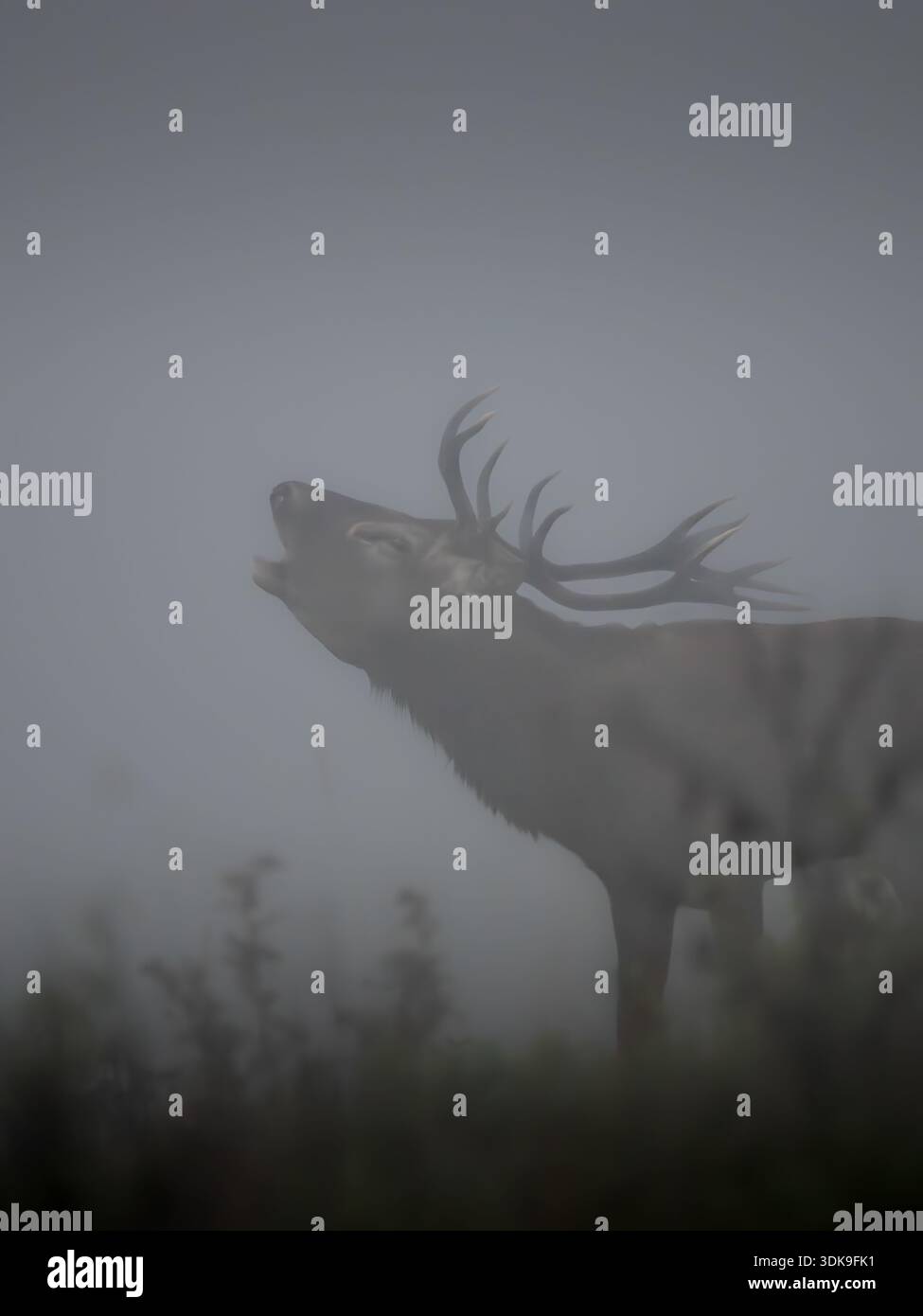 Cerf rugissant émergeant à travers un brouillard dense, créant une silhouette sauvage spectaculaire. Banque D'Images