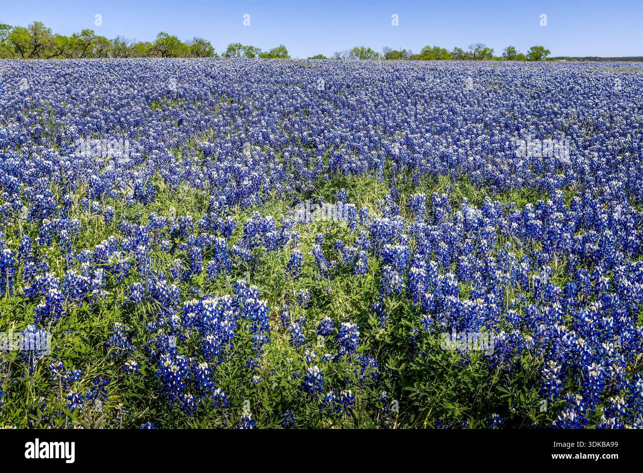 Abondance od Texas Blue bonnets dans le pays montagneux du Texas Banque D'Images