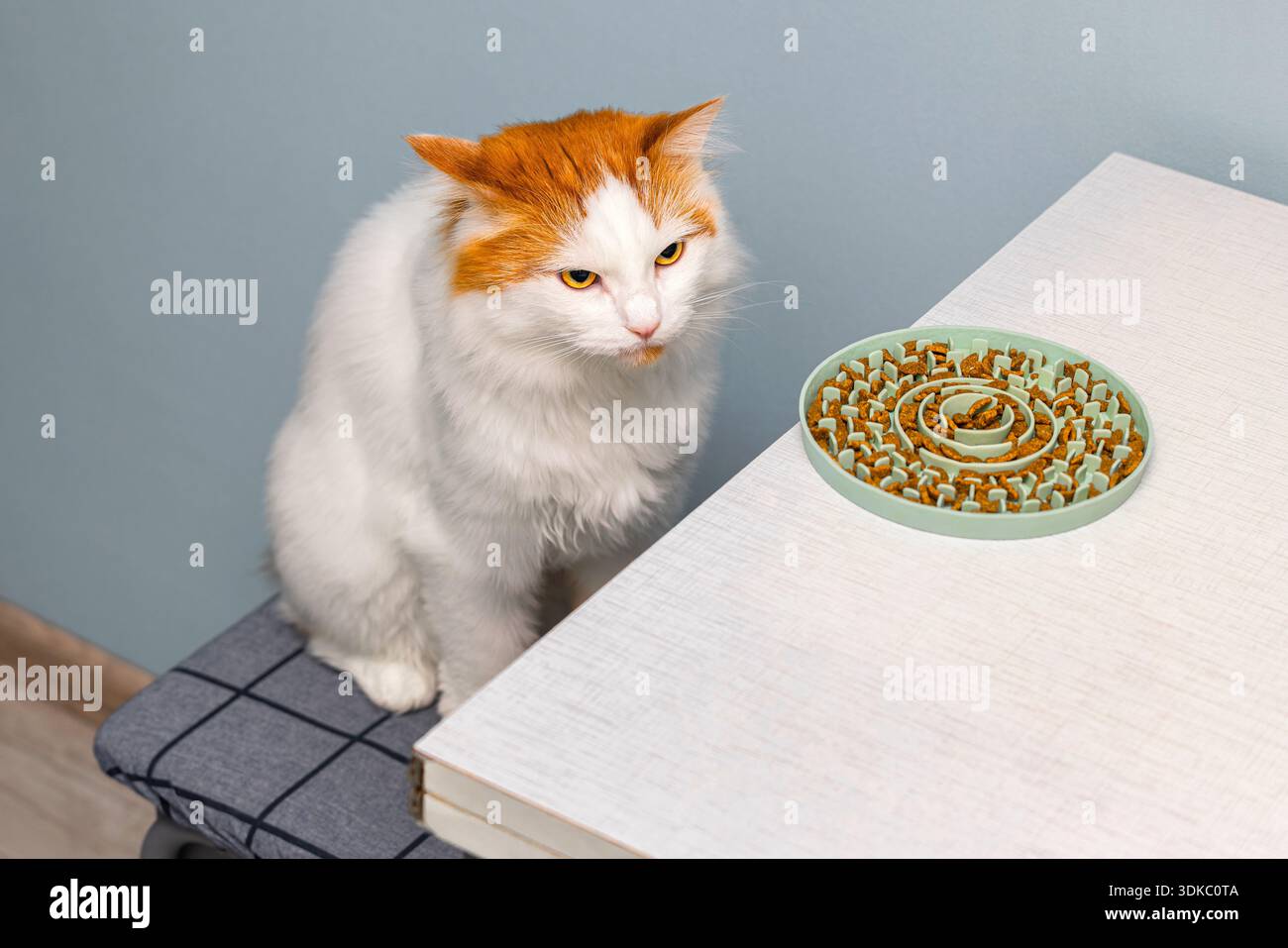 Un chat regarde un bol de nourriture qui mange lentement. trouble de l'alimentation chez un chat. bol lent. chat assis à la table Banque D'Images