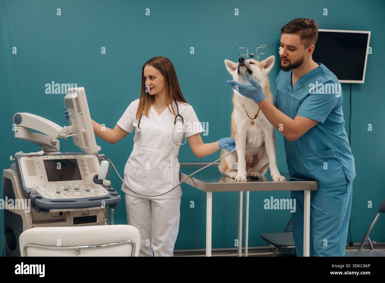Mur bleu, test ultrasonique. Les vétérinaires sont avec le chien Akita Inu en clinique. Banque D'Images