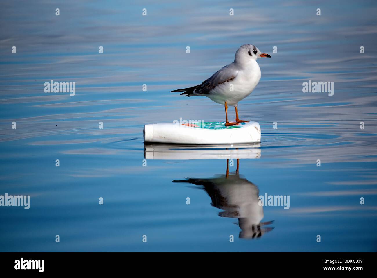 Mouette perchée sur bouteille en plastique flottante dans l'eau bleue calme, concept de pollution environnementale Banque D'Images