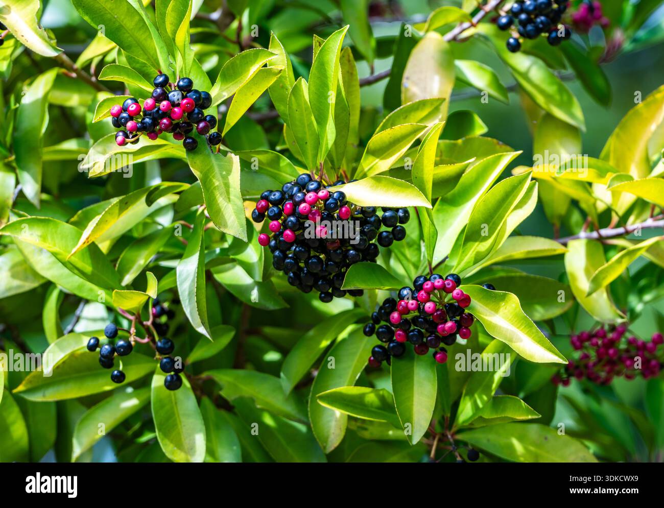 Fruits colorés de Shoebutton Ardisia (Ardisia elliptica). Porto Rico. Banque D'Images