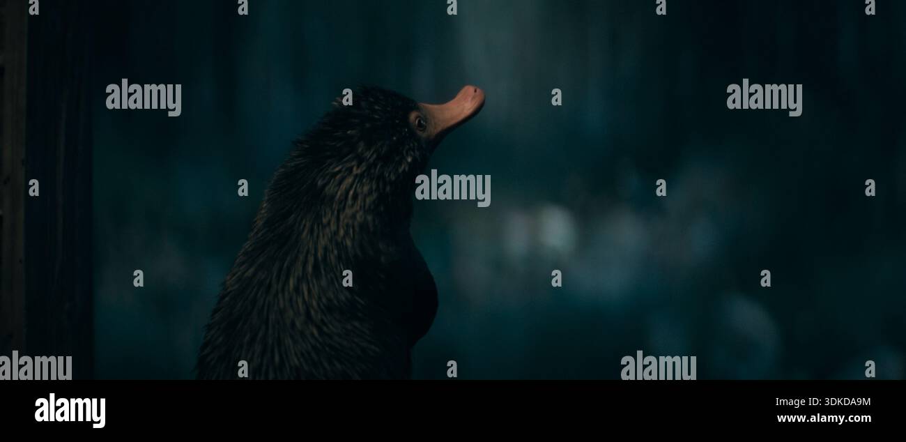Teddy the Niffler Fantastic Beasts : The secrets of Dumbledore (2022) *Filmstill - usage éditorial seulement* Voir instructions spéciales. Supplément d'image CAP/SFS Banque D'Images