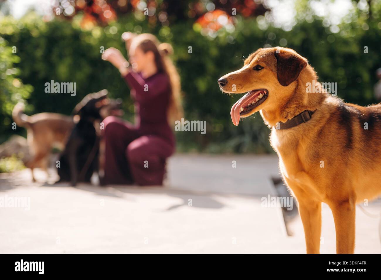 Visite amicale. La femme est avec des chiens dehors. Banque D'Images