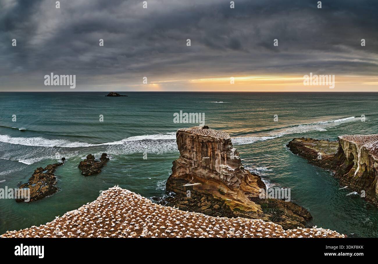 Muriwai Beach au coucher du soleil est une belle plage sauvage avec du sable volcanique noir sur la côte ouest de la région d'Auckland dans l'île du Nord de la Nouvelle-Zélande Banque D'Images