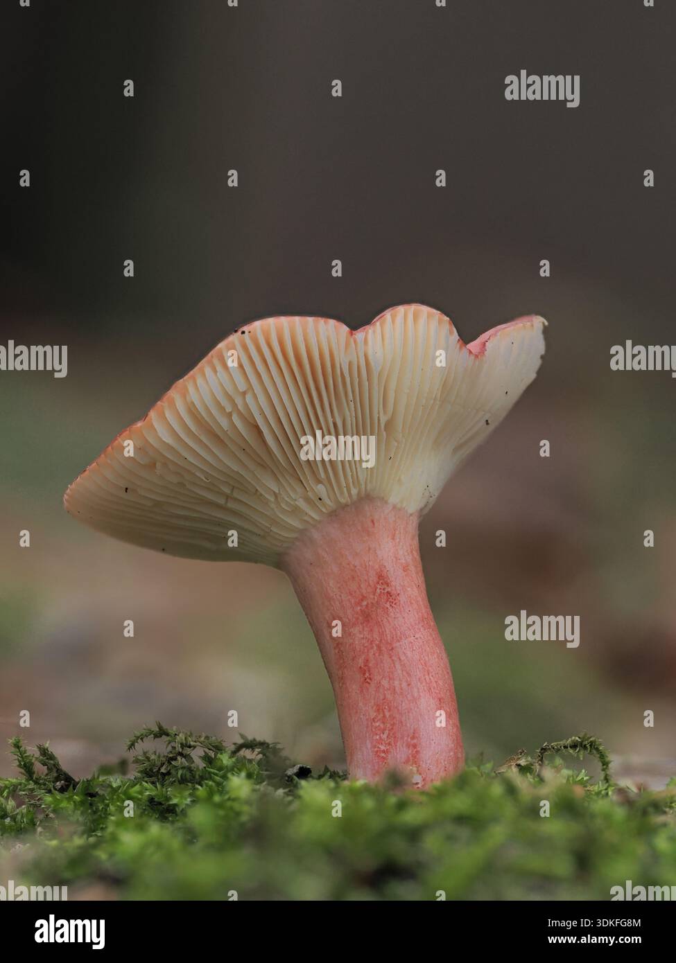 Gros plan d'un Pink Brittlegill ou Russula Pulchra avec une casquette retournée. Photographié avec une faible profondeur de champ au Texas. Banque D'Images