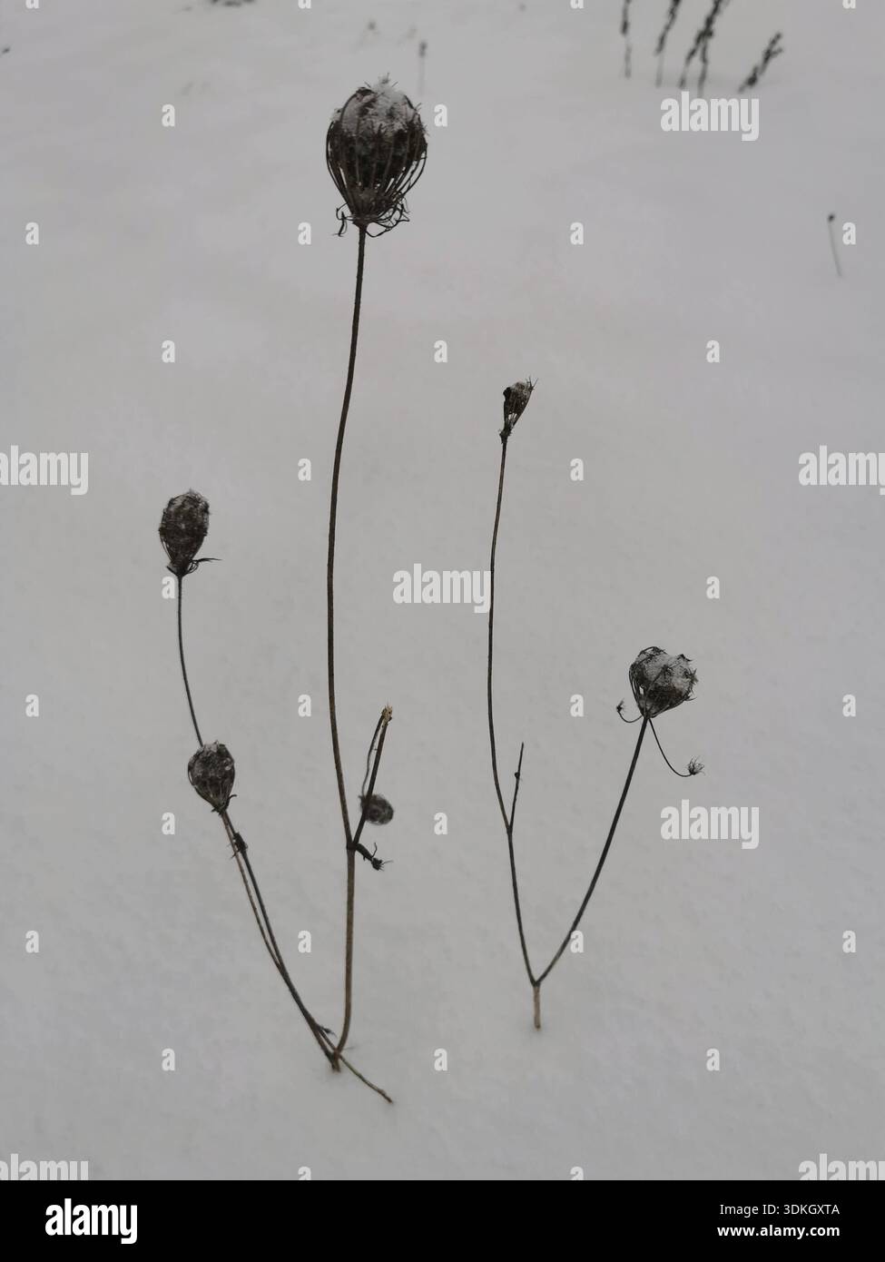 Les tiges de plantes séchées sortent solitaires du sol enneigé, Frankenwald Banque D'Images