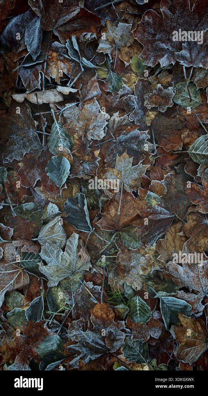 Feuilles d'automne enduites de gel de différentes couleurs sur le sol, parc naturel Frankenwald Banque D'Images