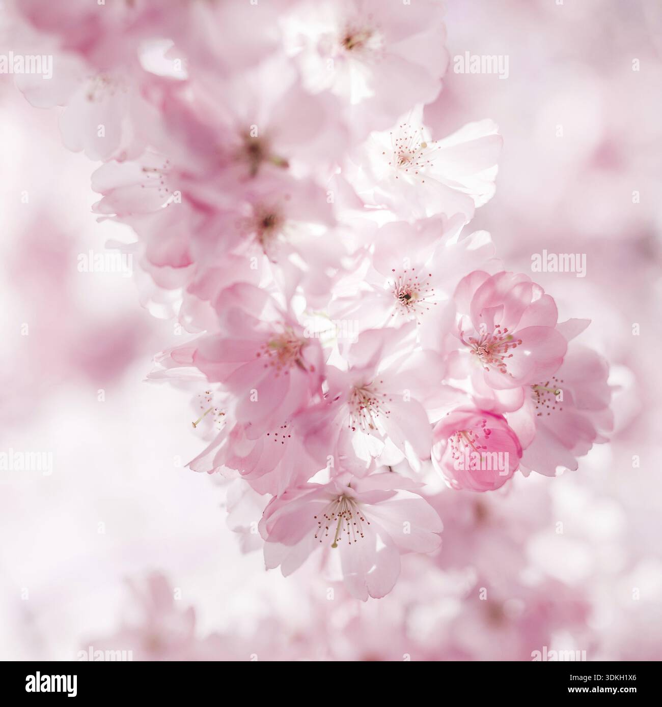 Cerisiers en fleurs à Vienne en spirales Banque D'Images