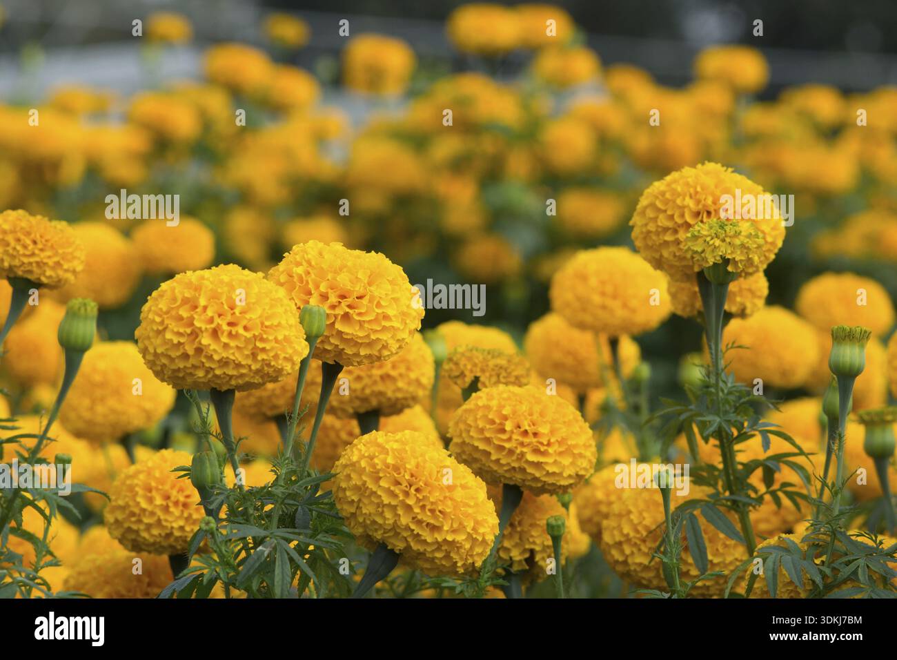 Tagètes Orange flower fields, selective focus Banque D'Images