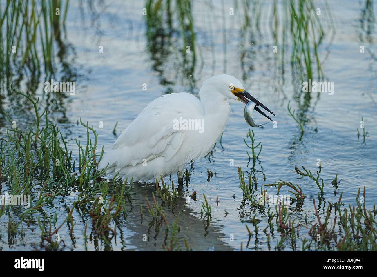 Une aigrette enneigée se nourrissant dans la baie de San Francisco au large de la côte d'Oakland. Banque D'Images