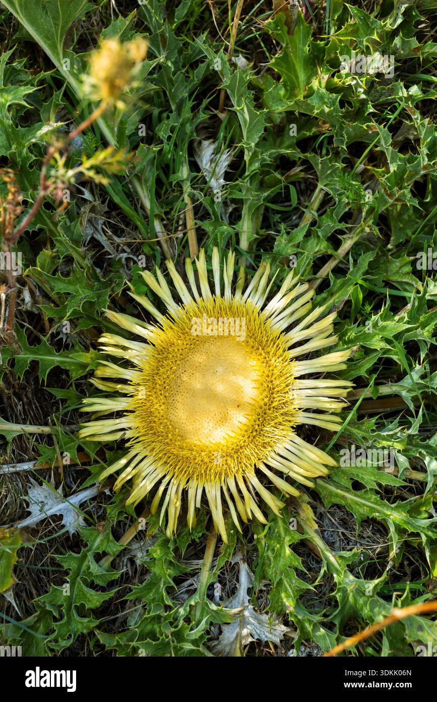 Fleur de chardon sans tige avec pétales jaunes entourés de feuilles épaisses vertes Banque D'Images