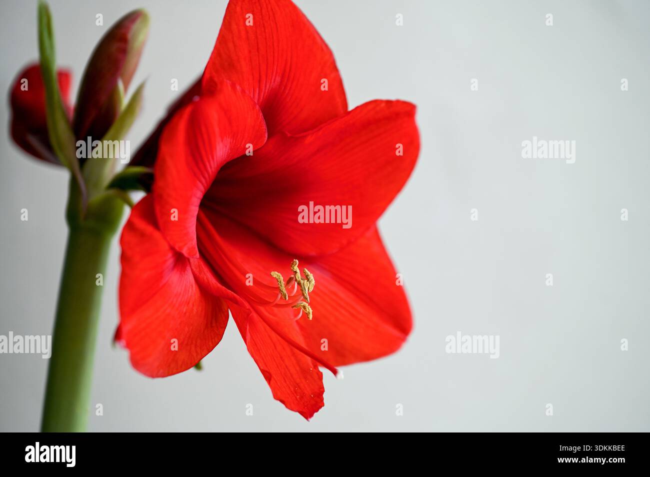 Gros plan de fleur rouge d'amaryllis ou d'Hippeastrum comme plante d'intérieur Banque D'Images
