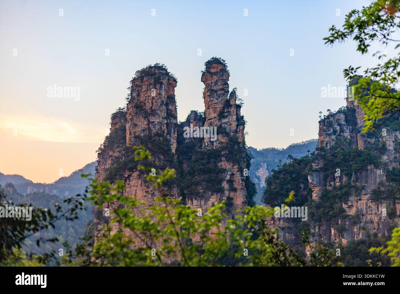 Parc forestier national de Zhangjiajie. Les montagnes sont couvertes d'arbres et le ciel est bleu. Les montagnes sont très hautes et les arbres sont verts Banque D'Images