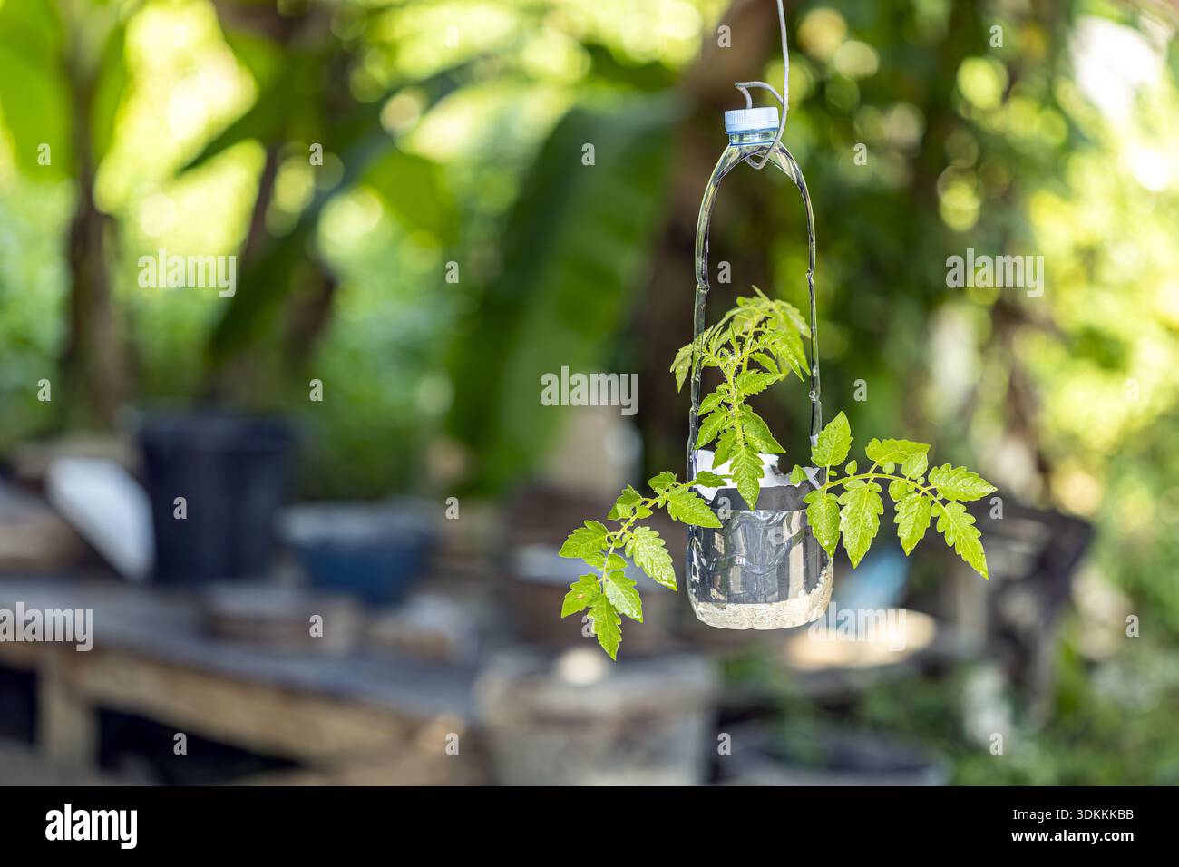 Bricolage de jardin suspendu créatif fabriqué à partir de bouteilles en plastique recyclées dans une cour verte luxuriante. Projet d'upcycling durable pour les légumes cultivés localement et ec Banque D'Images