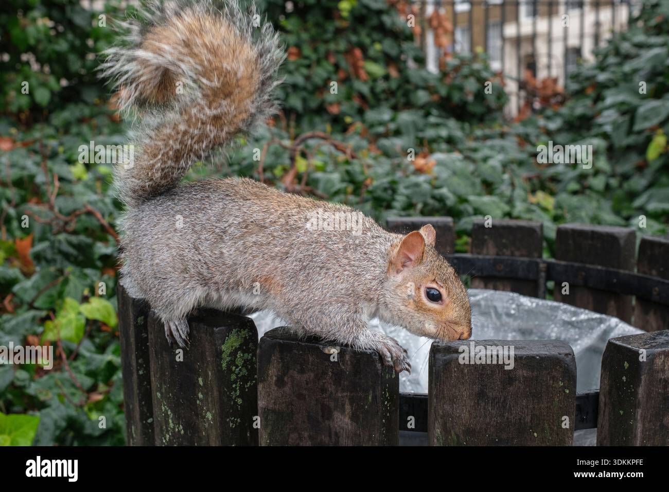 Un écureuil sort d’une poubelle et cherche des restes, image symbolique d’animaux sauvages s’adaptant à la vie en ville. Banque D'Images