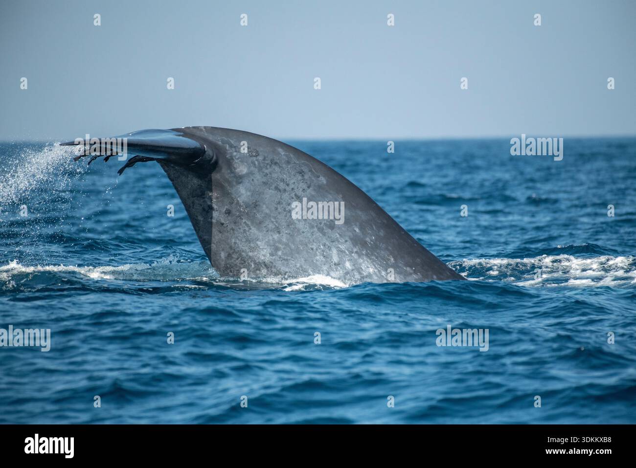 la queue de la baleine bleue (Balaenoptera musculus) plongeant dans l'océan Indien, Sri Lanka. Banque D'Images