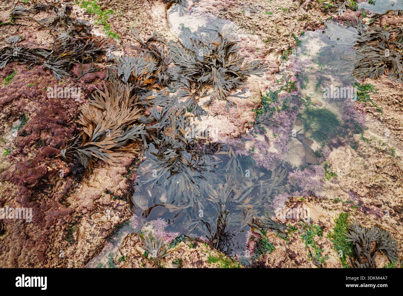 Gros plan d'un petit rockpool avec de nombreux fans d'algues sur les rochers à marée basse, plage de Scarborough, Yorkshire du Nord, Angleterre. Banque D'Images