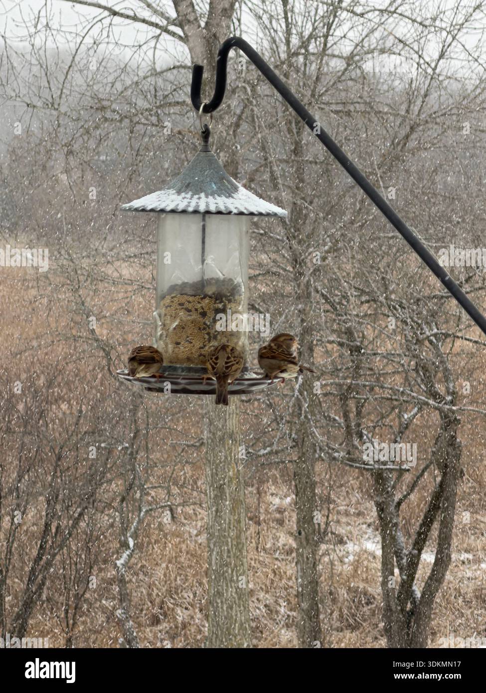 Trois moineaux assis sur une mangeoire à oiseaux pendant une tempête de neige en janvier, à Salem Lakes, Wisconsin - Image de stock capturée avec un smartphone