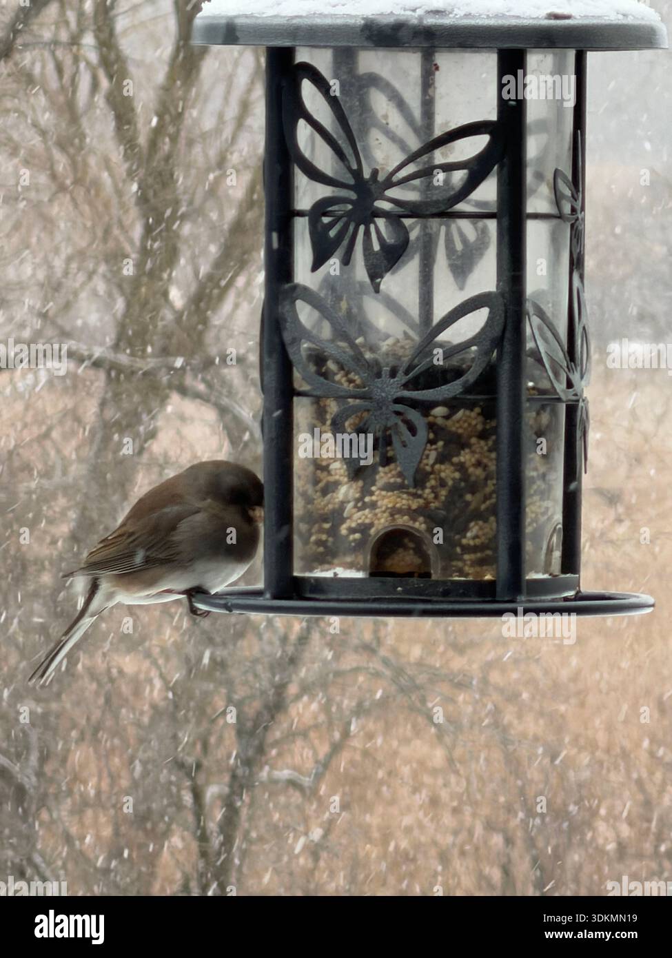 Gros plan d'un Dark Eyed Junco assis sur une mangeoire à oiseaux pendant une tempête de neige en janvier, à Salem Lakes, Wisconsin, en utilisant la mise au point sélective avec un b flou - Image de stock capturée avec un smartphone