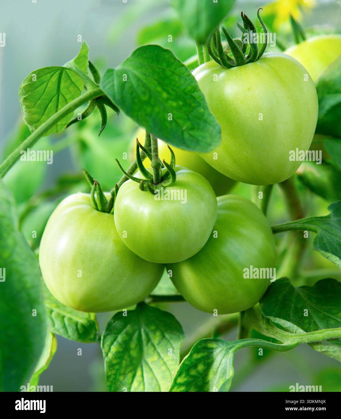 Tomates vertes. Tomates sur une branche dans le jardin. Bouquet de tomates vertes sur un buisson. Banque D'Images