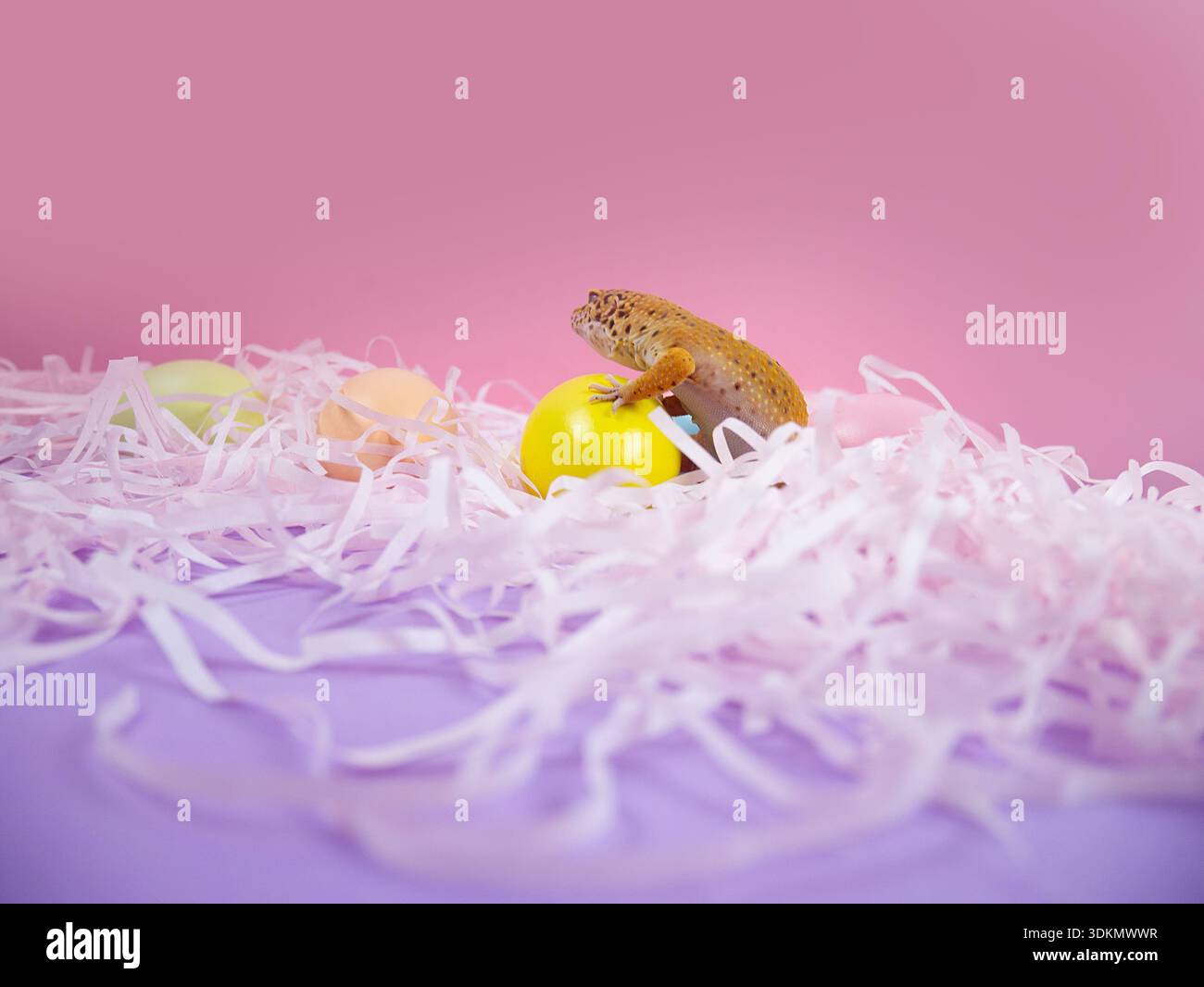 Gecko perché sur un œuf jaune avec des bonbons pastel et des lambeaux de papier rose dans un cadre vibrant Banque D'Images