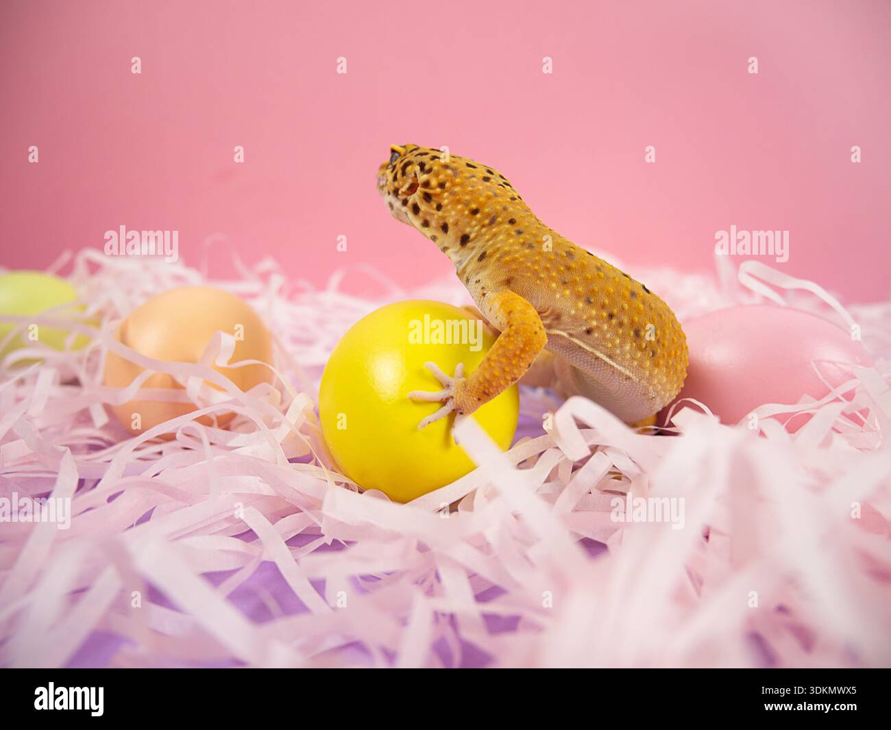 Gecko léopard sur un oeuf jaune avec des oeufs pastel et du papier râpé dans un cadre rose Banque D'Images